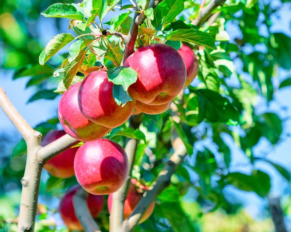 Jabłka na appple drzewa w ogrodzie w Agerola — Zdjęcie stockowe