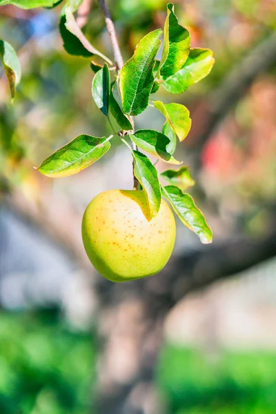 Apple na appple drzewa w ogrodzie w Agerola — Zdjęcie stockowe