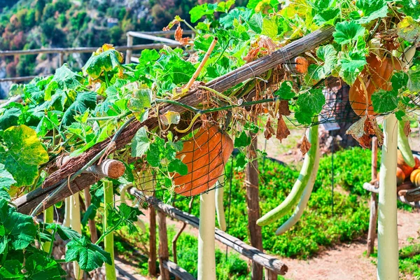 Abóboras crescendo no jardim na aldeia de Ravello — Fotografia de Stock