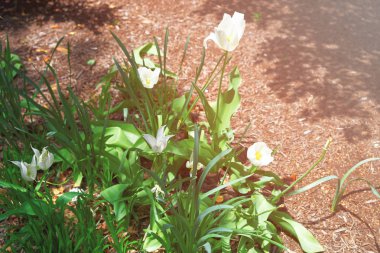 Washington Dc bahar bir parkta beyaz laleler