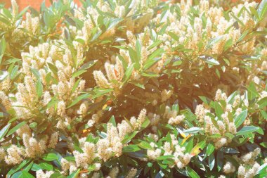 Beyaz Itea küçük Henry veya Sweetspire bahar denilen