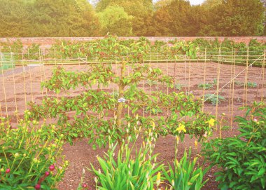 Armut konferans ağaç mutfak Audley Bahçe İngiltere'de