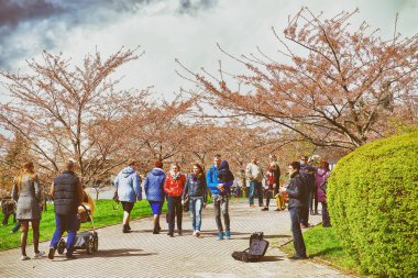 Sakura veya kiraz ağacı çiçek çiçek Bahçe bahar oynarken saksofoncu