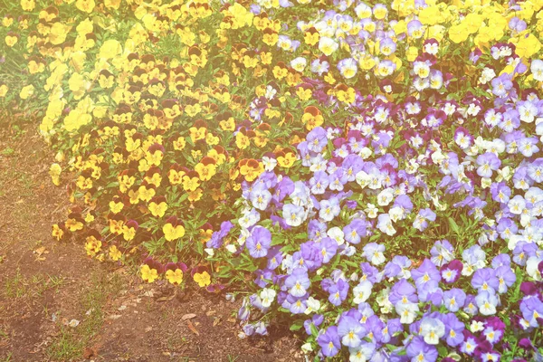 Gul och blå penséer i en stor blomsterrabatt Usa — Stockfoto