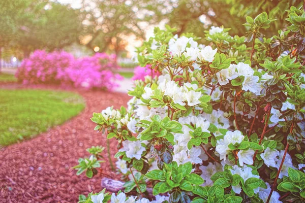 내셔널 몰 봄에서 공원에 흰색과 핑크 choisya — 스톡 사진