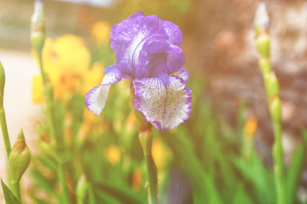 Фиолетово-белая Ирис в саду Китчен Франция — стоковое фото
