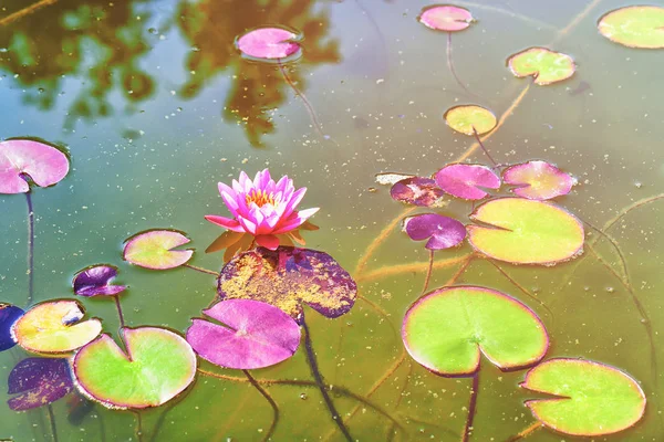 Nenúfar flotando en el agua verano — Foto de Stock