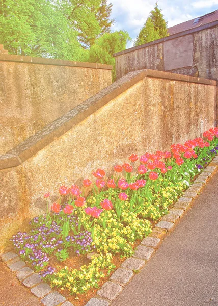 Tulipány a polib mě rychle květiny v záhonu Reichenau Německo — Stock fotografie