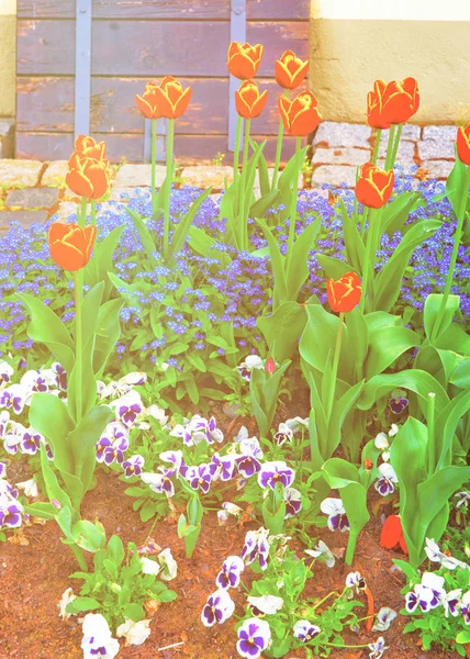 Tulipanes y olvidarme no flores en el jardín Reichenau Alemania — Foto de Stock