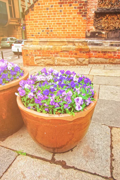 Viola, Wroclaw ilkbaharında, çiçek tarhında üç renkli çiçek. — Stok fotoğraf