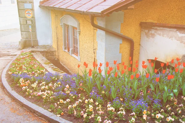 Flores de tulipa florescendo no jardim de rua de Cesky Krumlov Checa — Fotografia de Stock