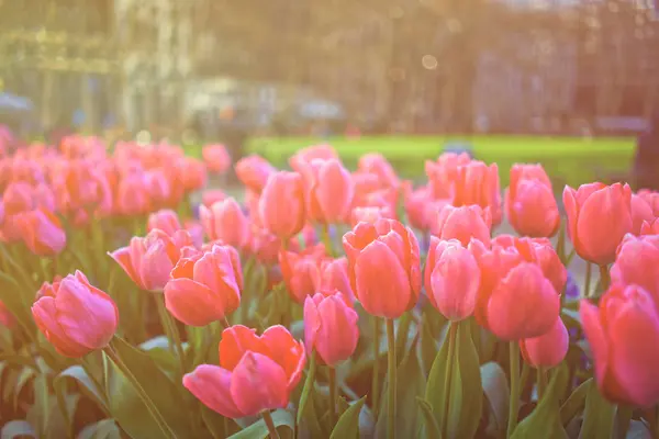 Wibrujący róż tulipany kwitną Ny — Zdjęcie stockowe