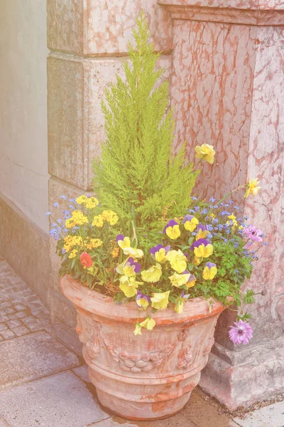 Bacia de canteiro de flores de rua com flores em flor Alemanha — Fotografia de Stock