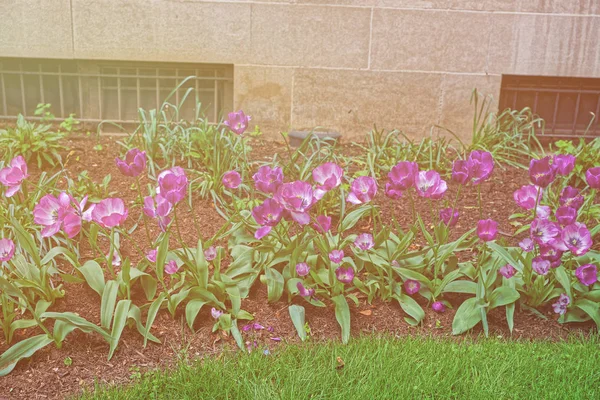 米国ワシントン Dc にある公園で紫のチューリップ — ストック写真