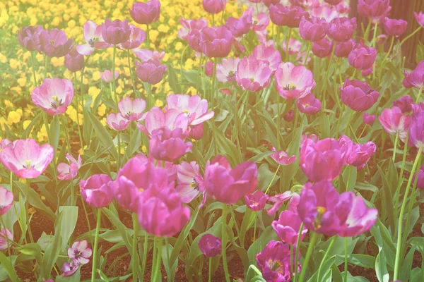 Cama de flores de tulipán púrpura entre otras flores Washington DC USA — Foto de Stock