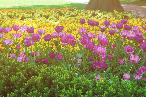 Macizo de flores de tulipán púrpura entre otras flores en Washington DC primavera — Foto de Stock