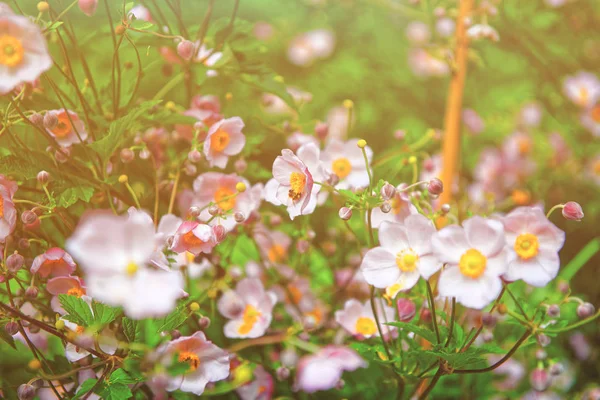 粉红花园花在劳特布龙嫩山谷在伯尔尼瑞士夏天 — 图库照片