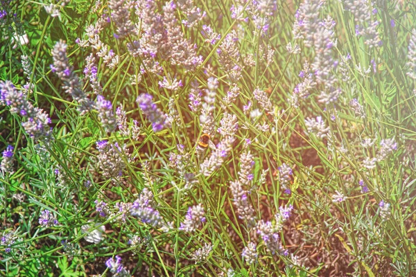 Lavendel på innergården i Yverdon i Schweiz sommar — Stockfoto