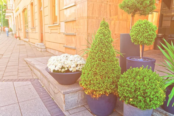 Plantas e flores verdes nas ruas de Vilnius Lituânia — Fotografia de Stock
