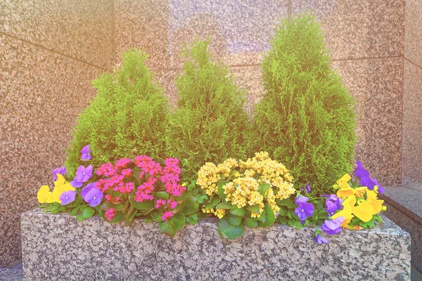 Flowered bed in Philadelphia City Center spring — Stock Photo, Image