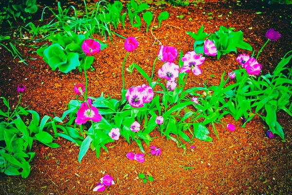 Dunkel und hell lila Tulpen im Blumenbeet usa — Stockfoto