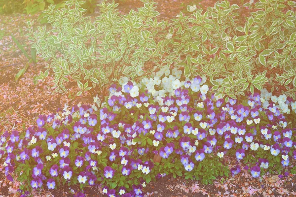 在一个大花坛 usa 中的深蓝色和浅蓝色的紫罗兰 — 图库照片