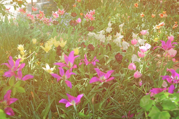 Kleurrijke tulpen in een flowerbed in Washington Dc, Usa — Stockfoto