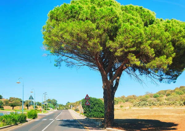 Ψηλό δέντρο δρόμο Villasimius Σαρδηνία νότια Κάλιαρι — Φωτογραφία Αρχείου
