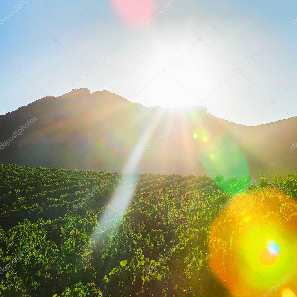 Beautiful sunset above vineyards at Perdaxious Carbonia Iglesias Sardinia