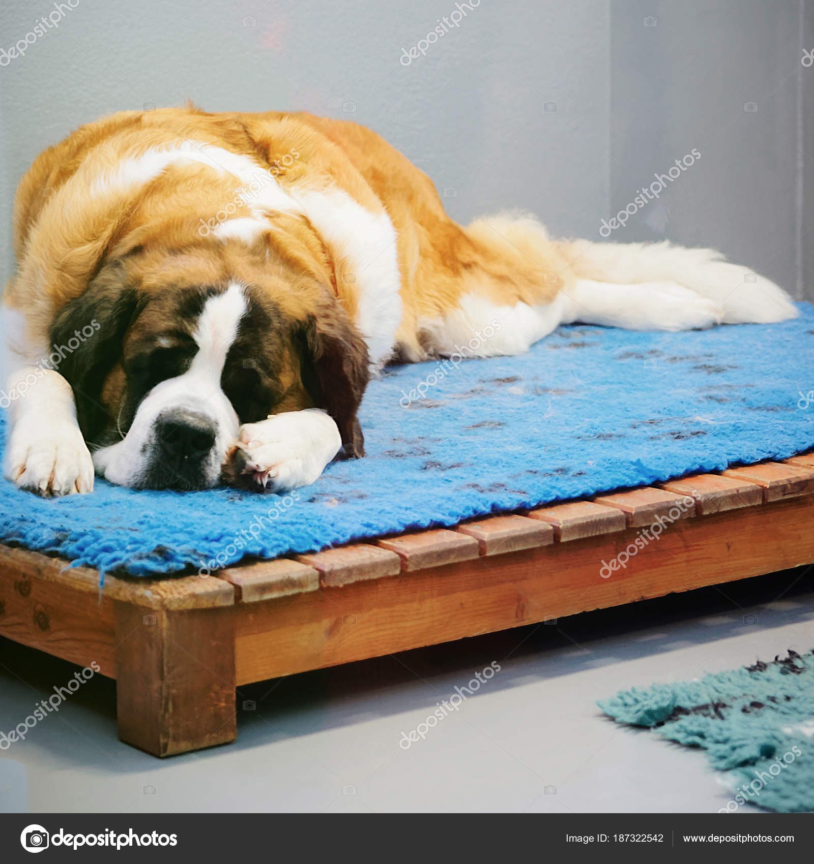 Swiss Alps St Bernard Kennels Saint Bernard Dog At Breeding Kennel
