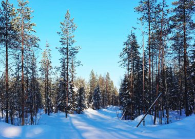 Kış Lapland Finland'deki / daki kar çam ormanı