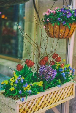 Boston sokaklarında renkli çiçekler tencere karışımı