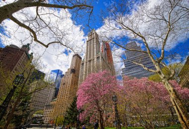 Bize Blossom City Hall Park aşağı Manhattan Nyc ağaçlar