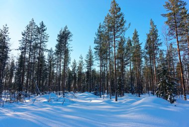 Kış Laponya'da kar çam ormanı