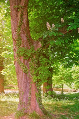 Parkta Ivy Tree çiçek Leeds Castle Kent İngiltere