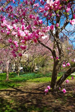 City Hall Park aşağı Manhattan ABD çiçeklenme Manolya ağacı