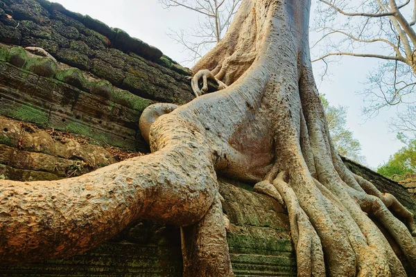 暹粒塔普伦寺的树根 — 图库照片