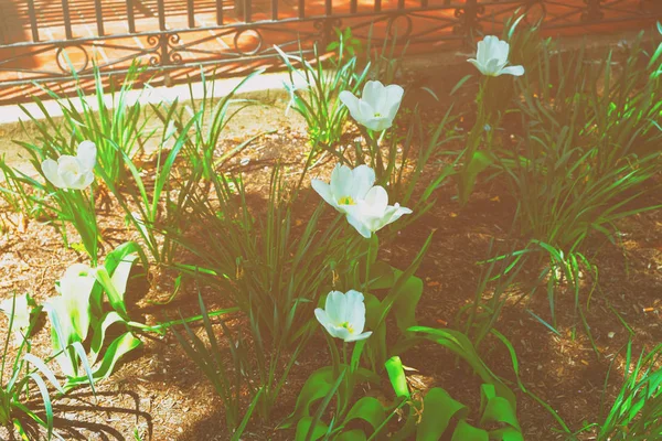White tulips under the sunlight in flowerbed spring — Stock Photo, Image