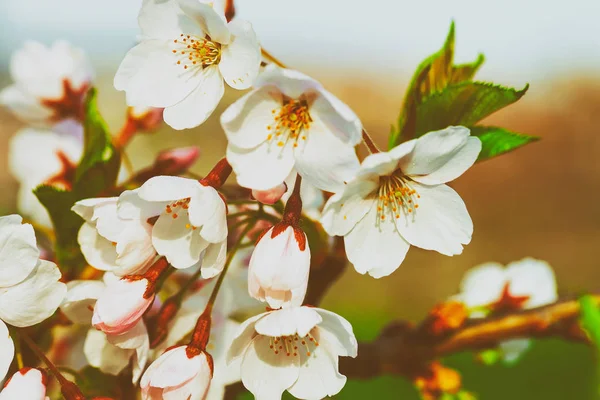 Tender Sakura cherry tree flowers bloom springtime sunny day — Stock Photo, Image