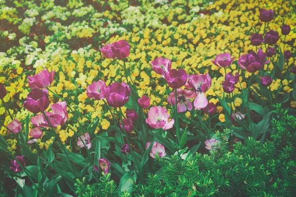Lila Tulpen unter anderen Blumen Washington dc Frühling — Stockfoto