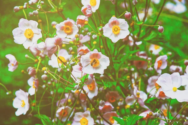 Rosafarbene Gartenblumen im Lauterbrunnental im Sommer — Stockfoto