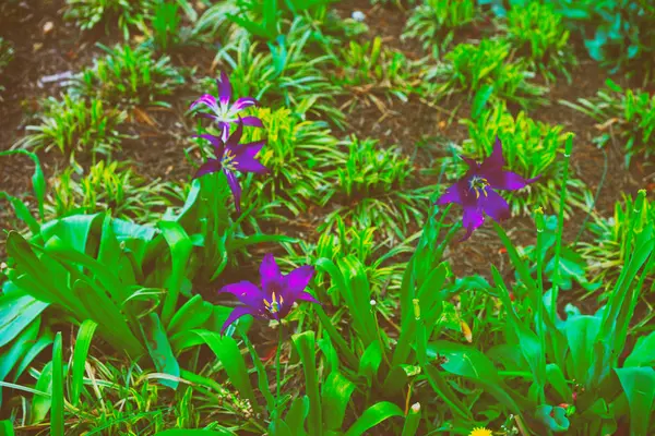 Open donker paarse tulpen in één van de parken lente — Stockfoto