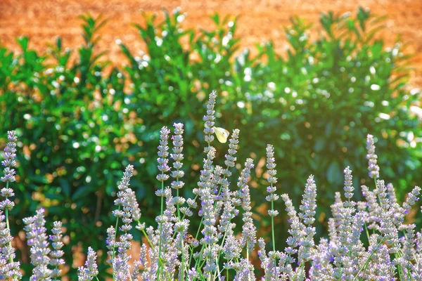 瑞士伊弗顿的薰衣草内院 — 图库照片
