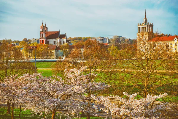 Ciliegio o fiori di sakura giardino fioritura Vilnius primavera — Foto Stock