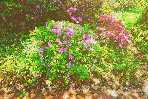 Bright purple and pink bushes of flowers in park spring — Stock Photo, Image