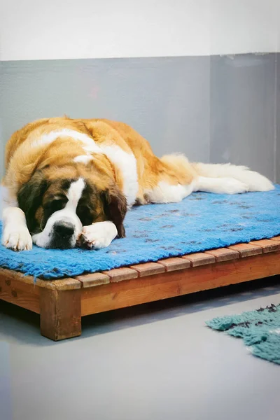Cão São Bernardo dormindo em canil de reprodução em Martigny Suíça — Fotografia de Stock