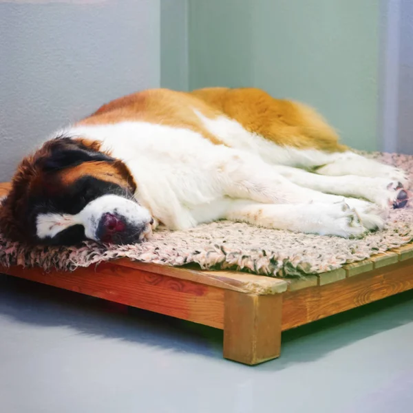 Cão São Bernardo dormindo em canil de reprodução Martigny Suíça — Fotografia de Stock