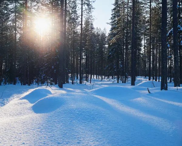 Закат в снежном лесу зимой в Лапландии — стоковое фото