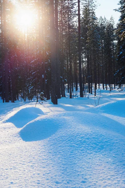 Закат в снежном лесу зимой в Лапландии — стоковое фото