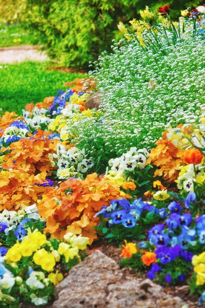 Viola tricolor besancon Frankreich — Stockfoto